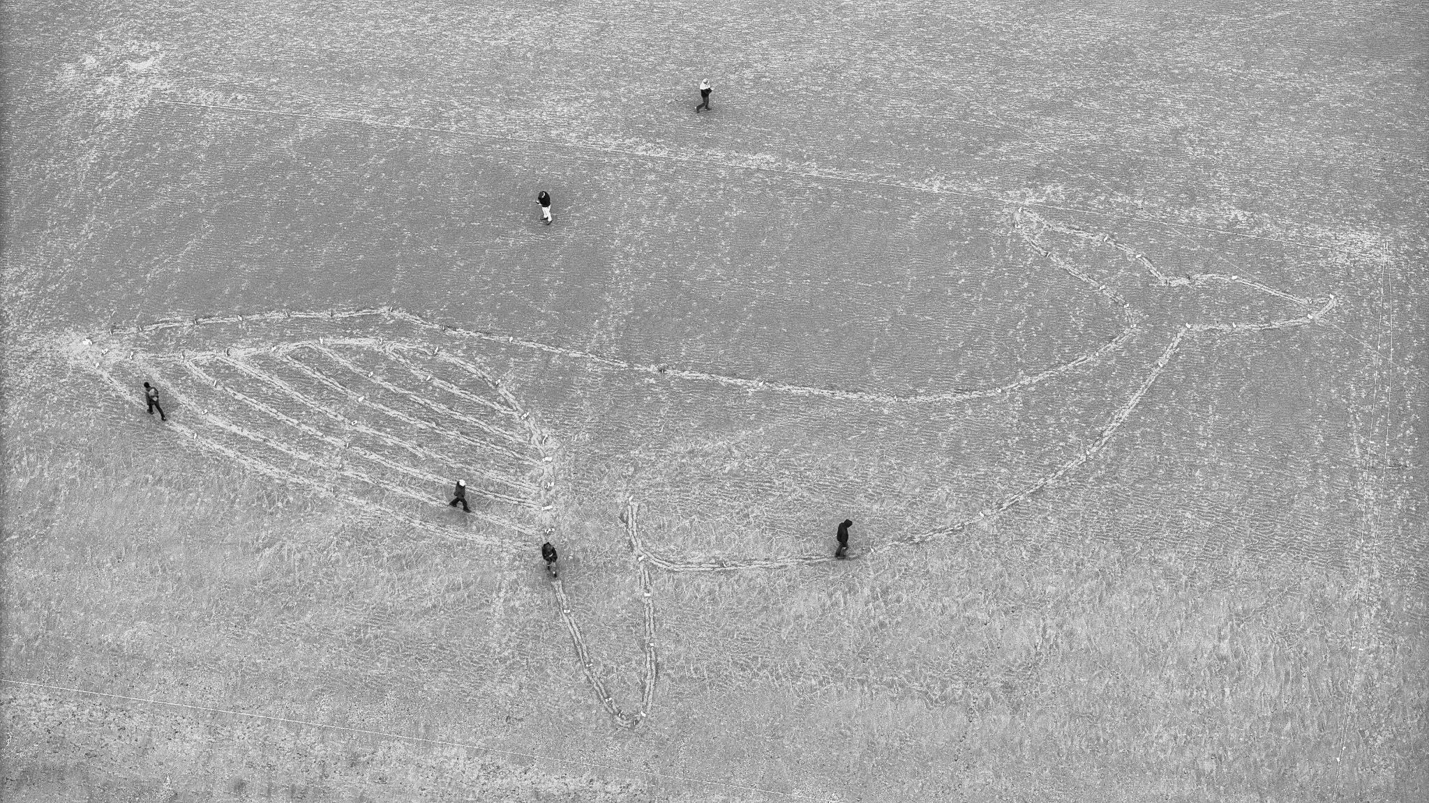 Luchtfoto van de Walviswandeling