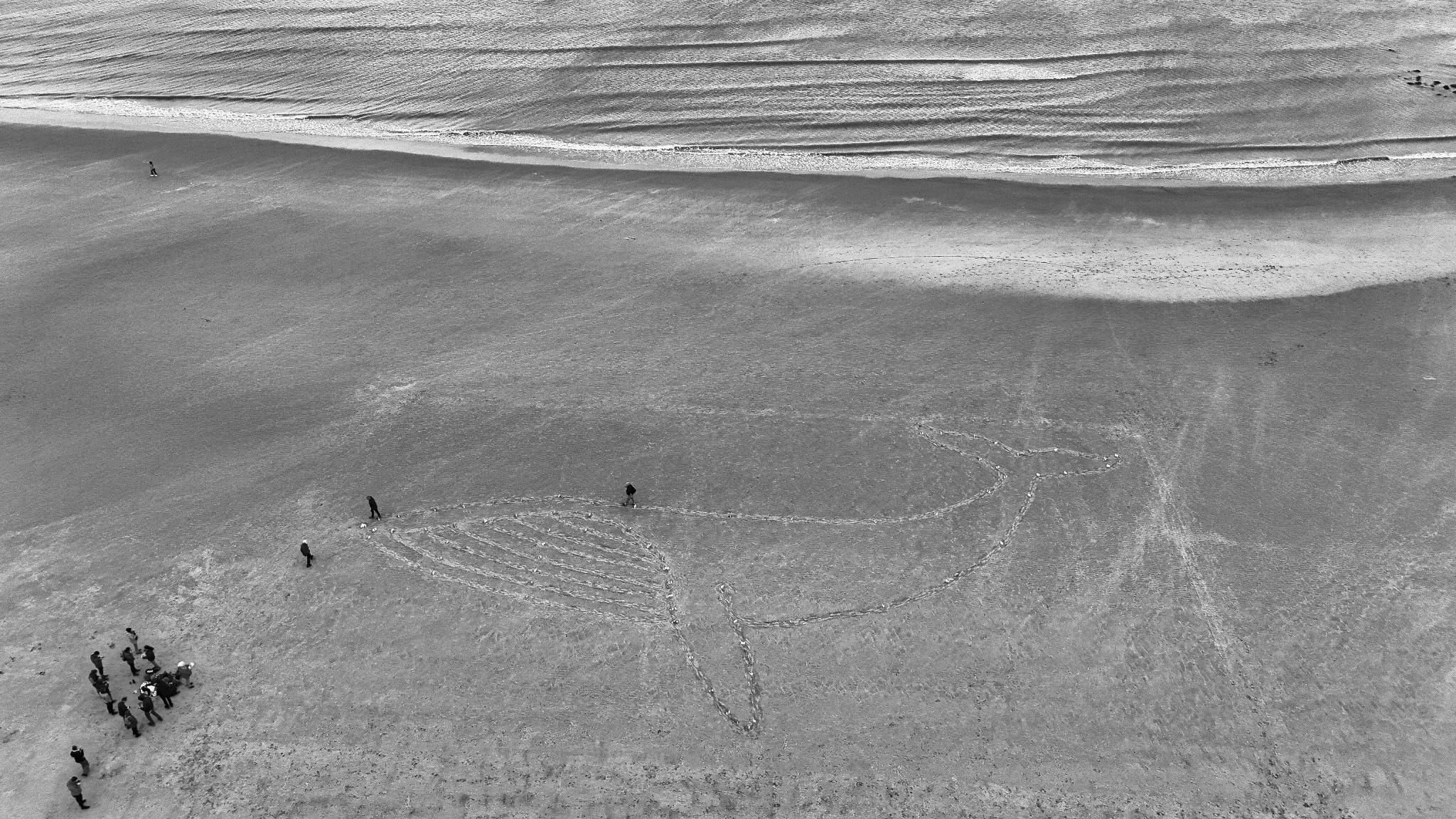 Luchtbeeld van deelnemers aan de Walviswandeling